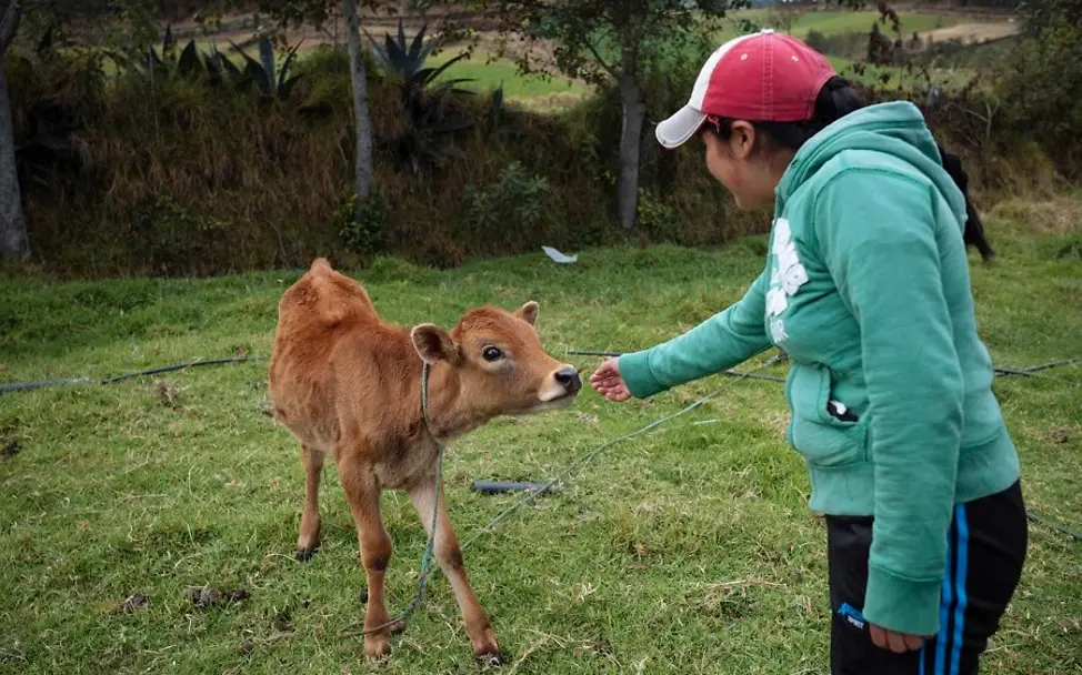 Belen spricht mit einem Kalb. | © UNICEF/Arcos Ecuador: Belen spricht mit einem Kalb.