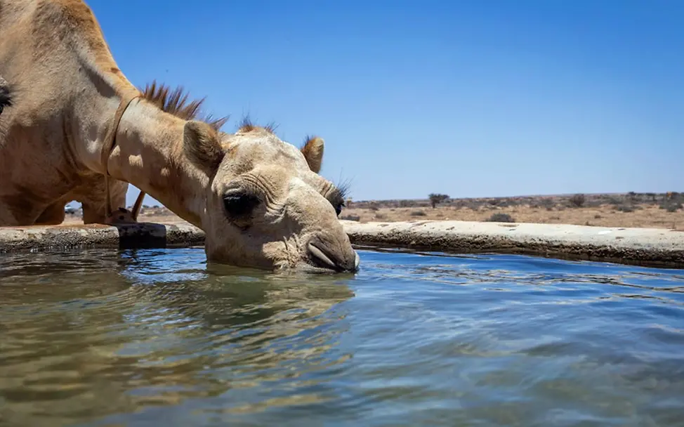 Hunger weltweit: UNICEF sorgt für sauberes Trinkwasser für die Familien und ihr Vieh. 