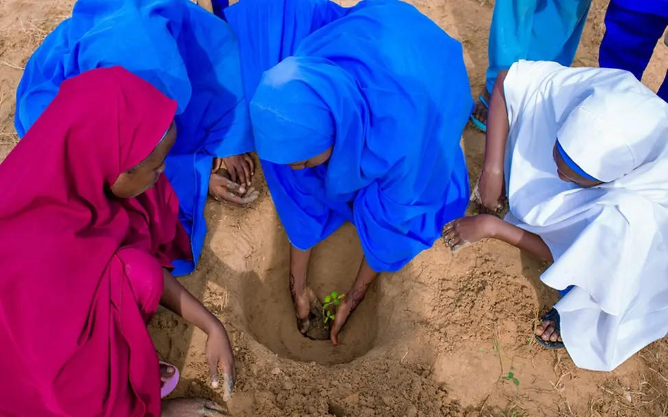 Fatima Salisu und ihre Freundinnen pflanzen Moringa-Setzlinge. | © UNICEF/UNI547245/Aliyu Dürre: Folgen für Kinder & Ursachen: Fatima Salisu und ihre Freundinnen pflanzen Moringa-Setzlinge.